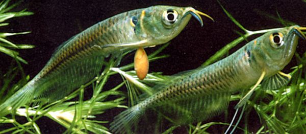 Osteoglossum bicirrhosum