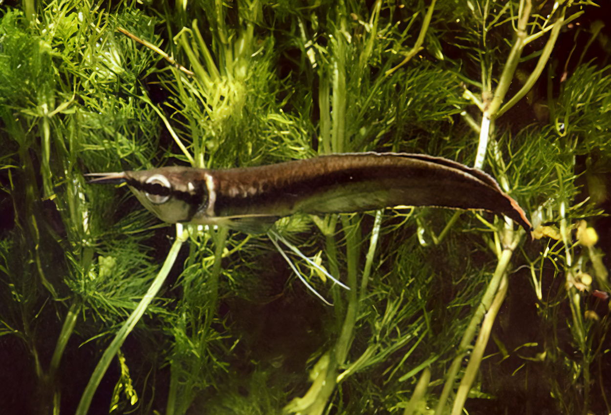 Osteoglossum ferreirai