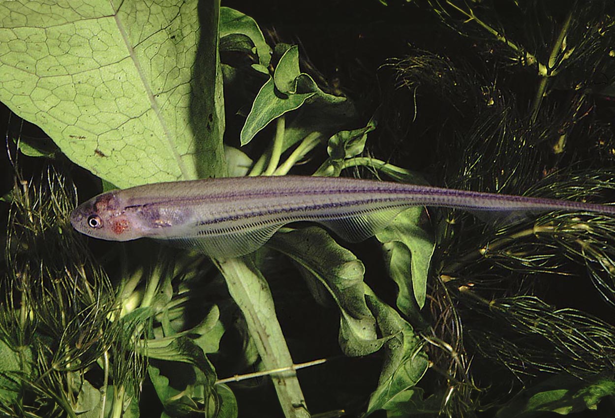 Eigenmannia virescens