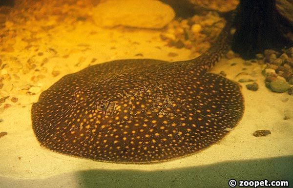 Potamotrygon sp.