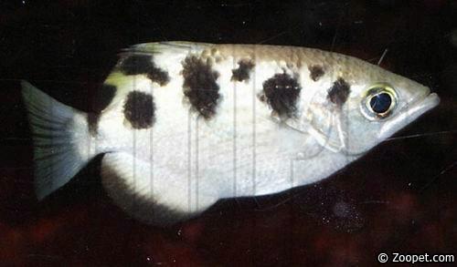 Toxotes jaculatrix