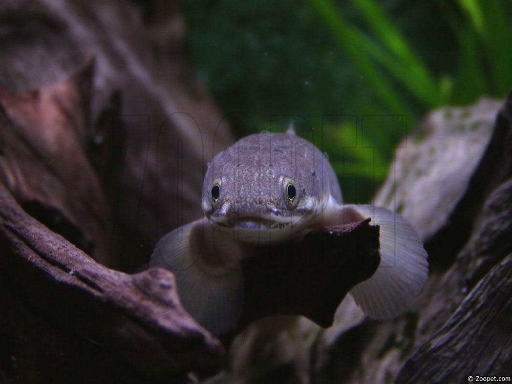 Polypterus senegalus