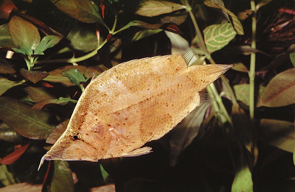 Monocirrhus polyacanthus