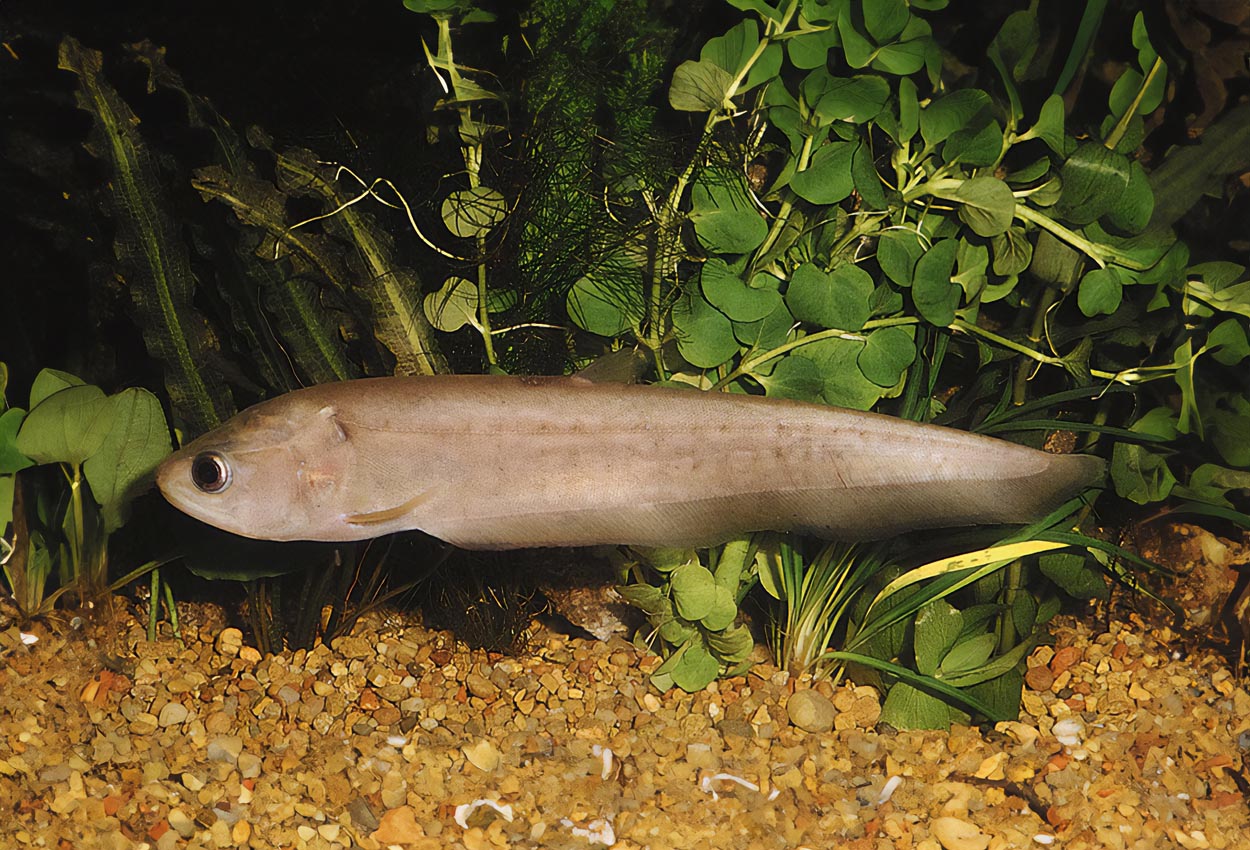 Papyrocranus afer