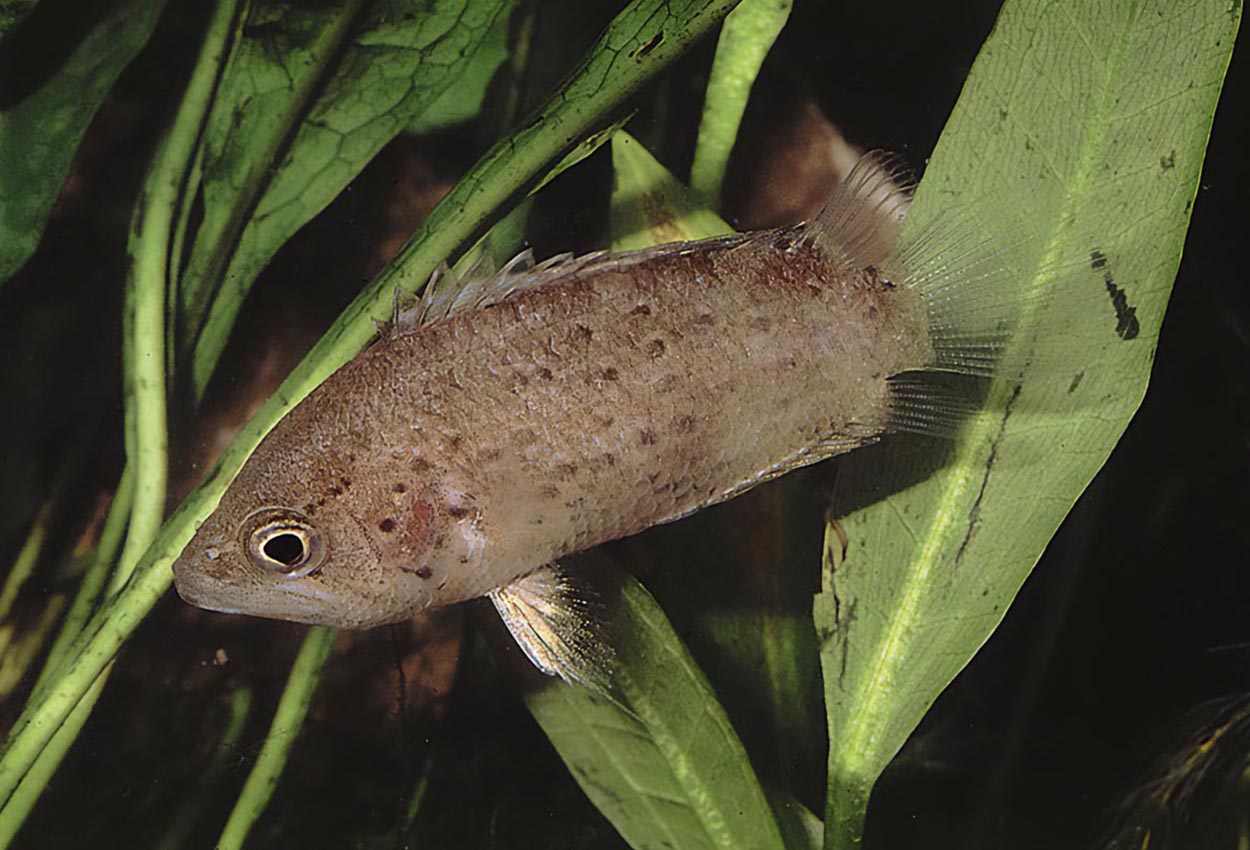 Polycentrus schomburgkii