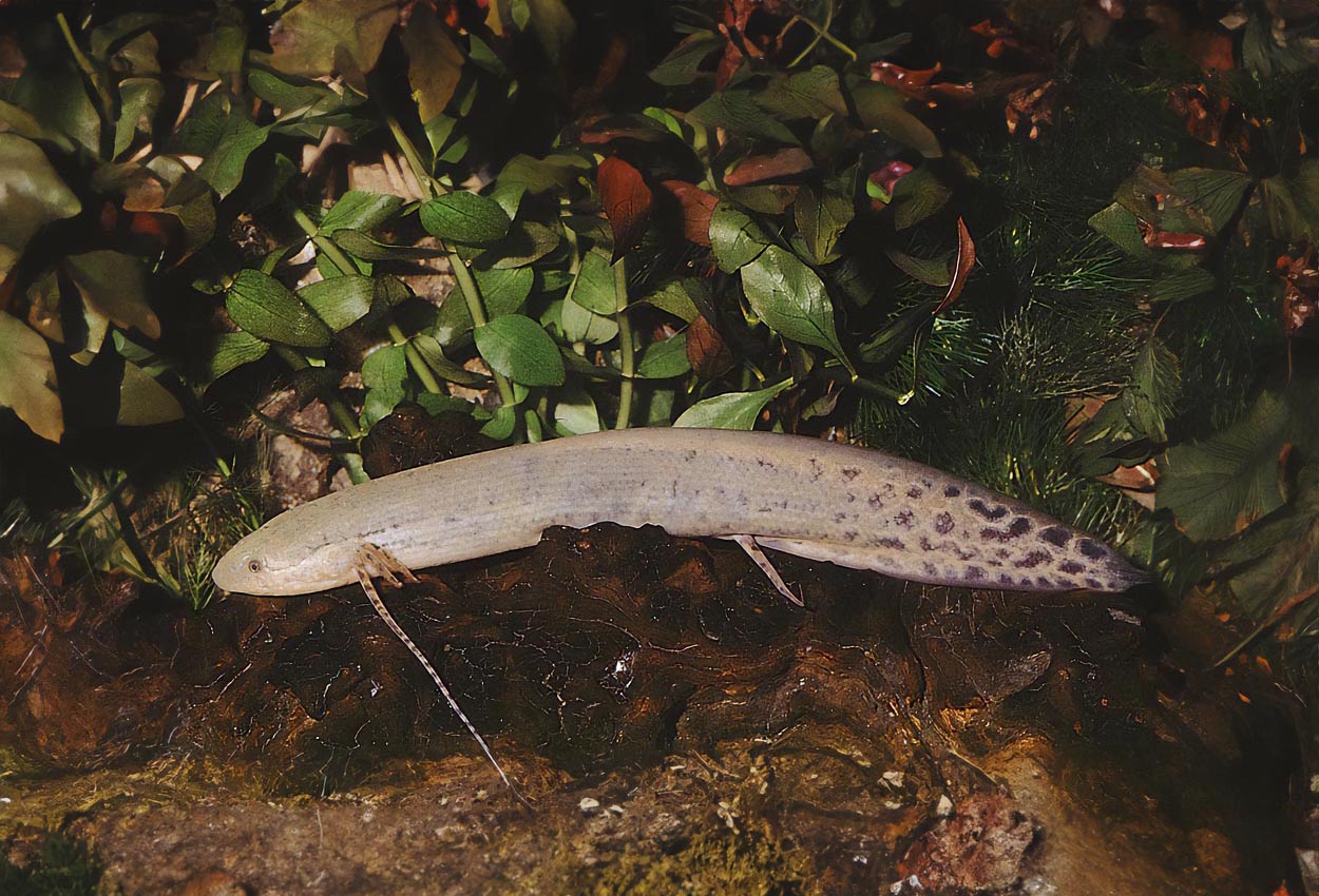 Protopterus annectens