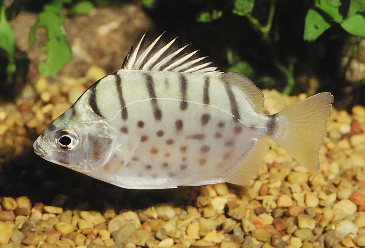 Selenotoca multifasciata