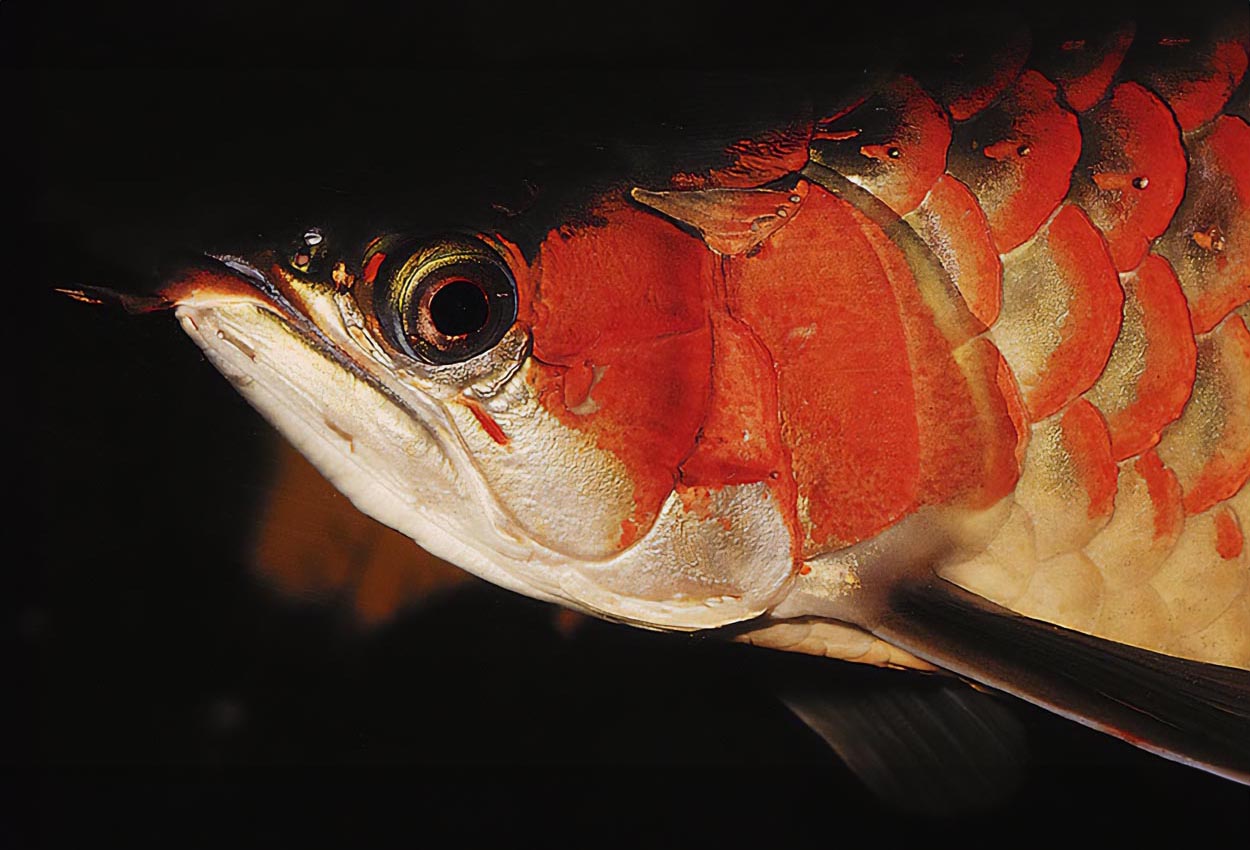 Scleropages formosus