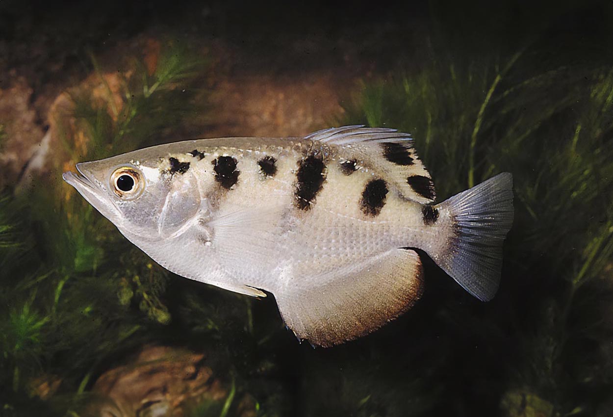 Sprayfisk
