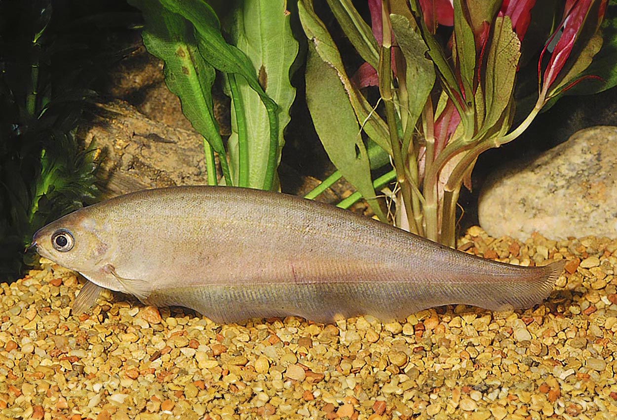 Xenomystus nigri