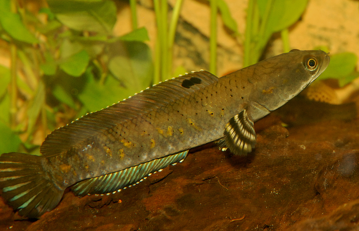 Channa pulchra