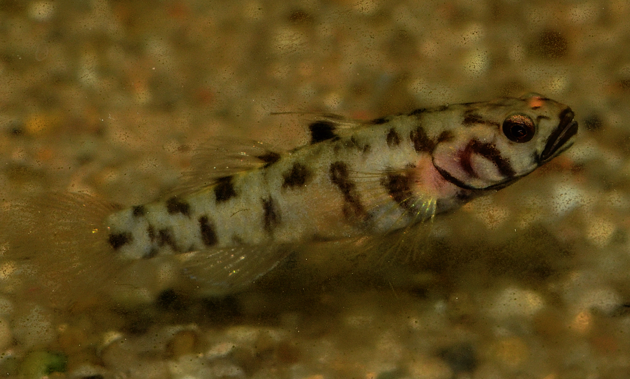 Mugilogobius adeida