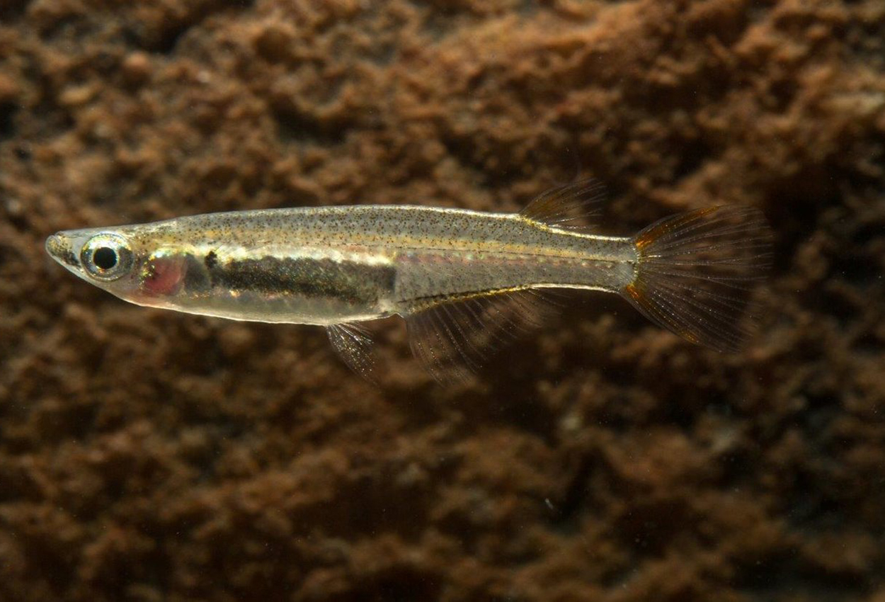 Oryzias songkhramensis