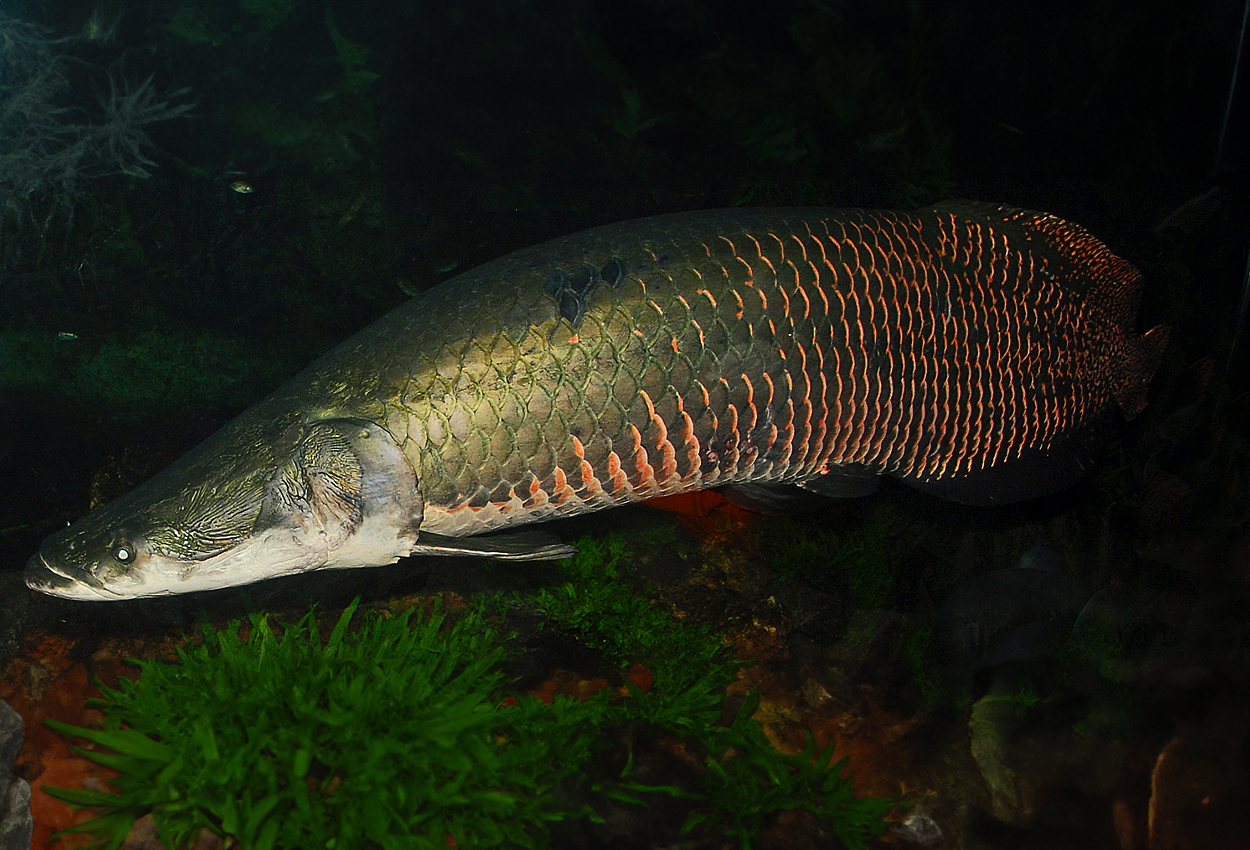 Arapaima gigas