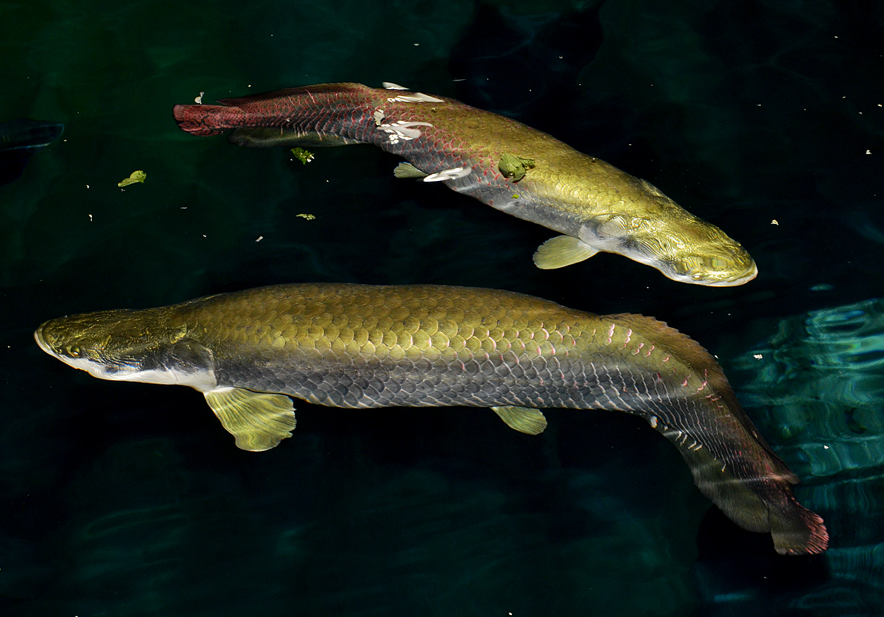 Arapaima gigas