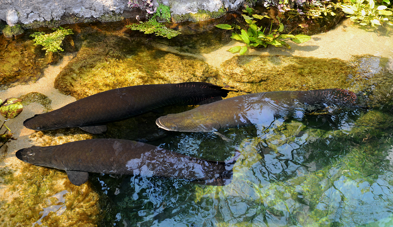 Arapaima gigas