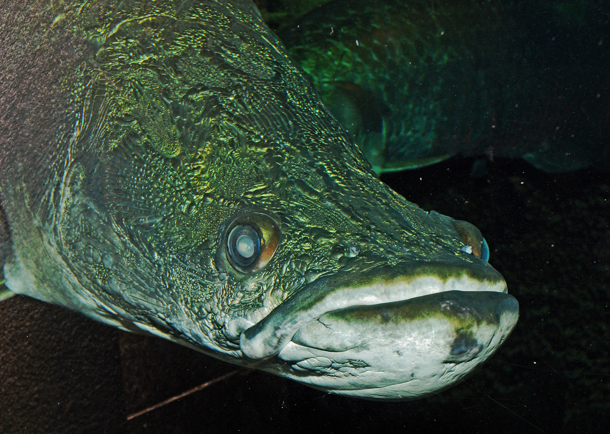 Arapaima gigas