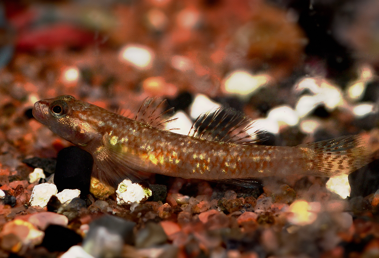 Rhinogobius duospilus