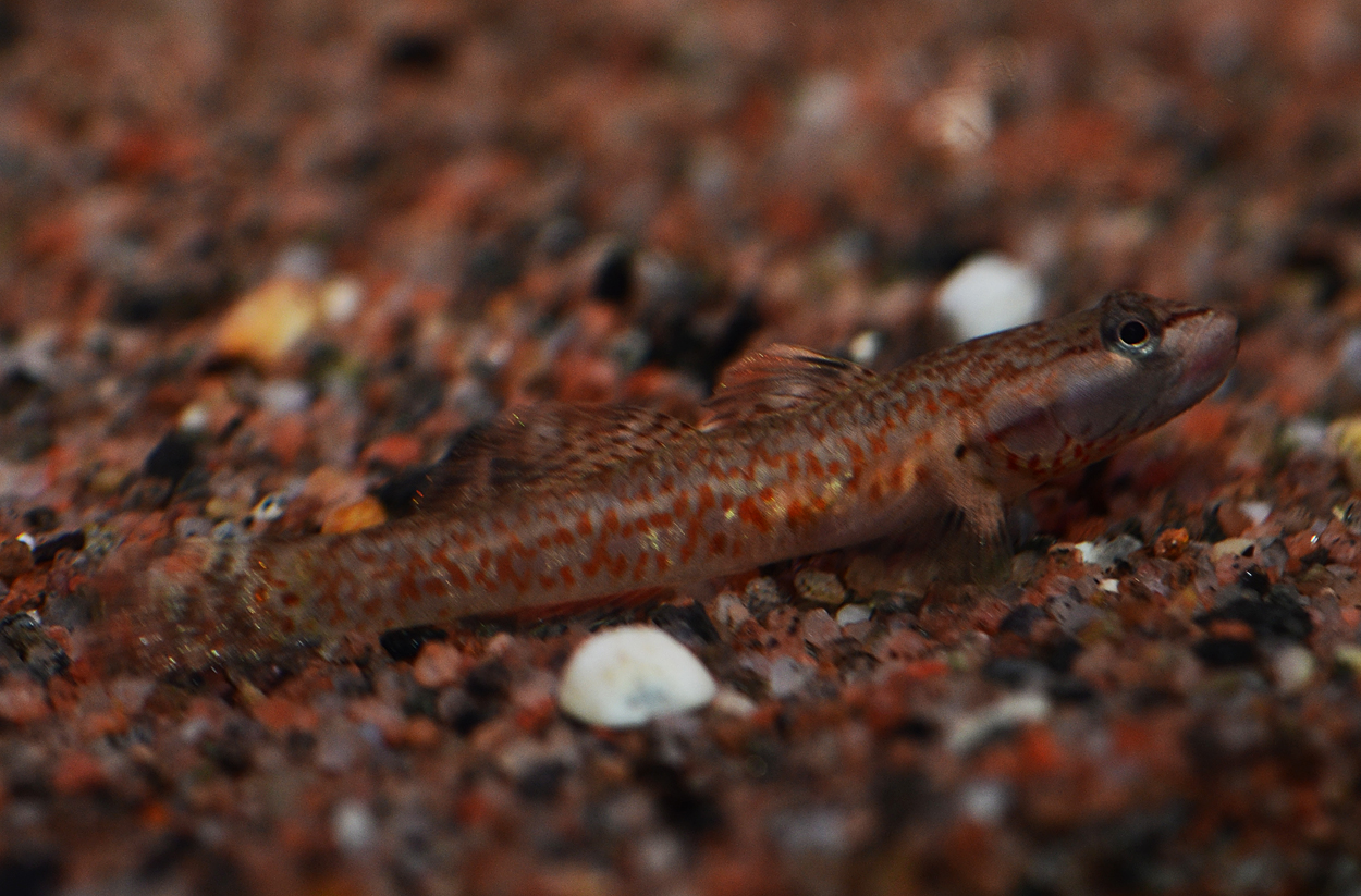 Rhinogobius duospilus