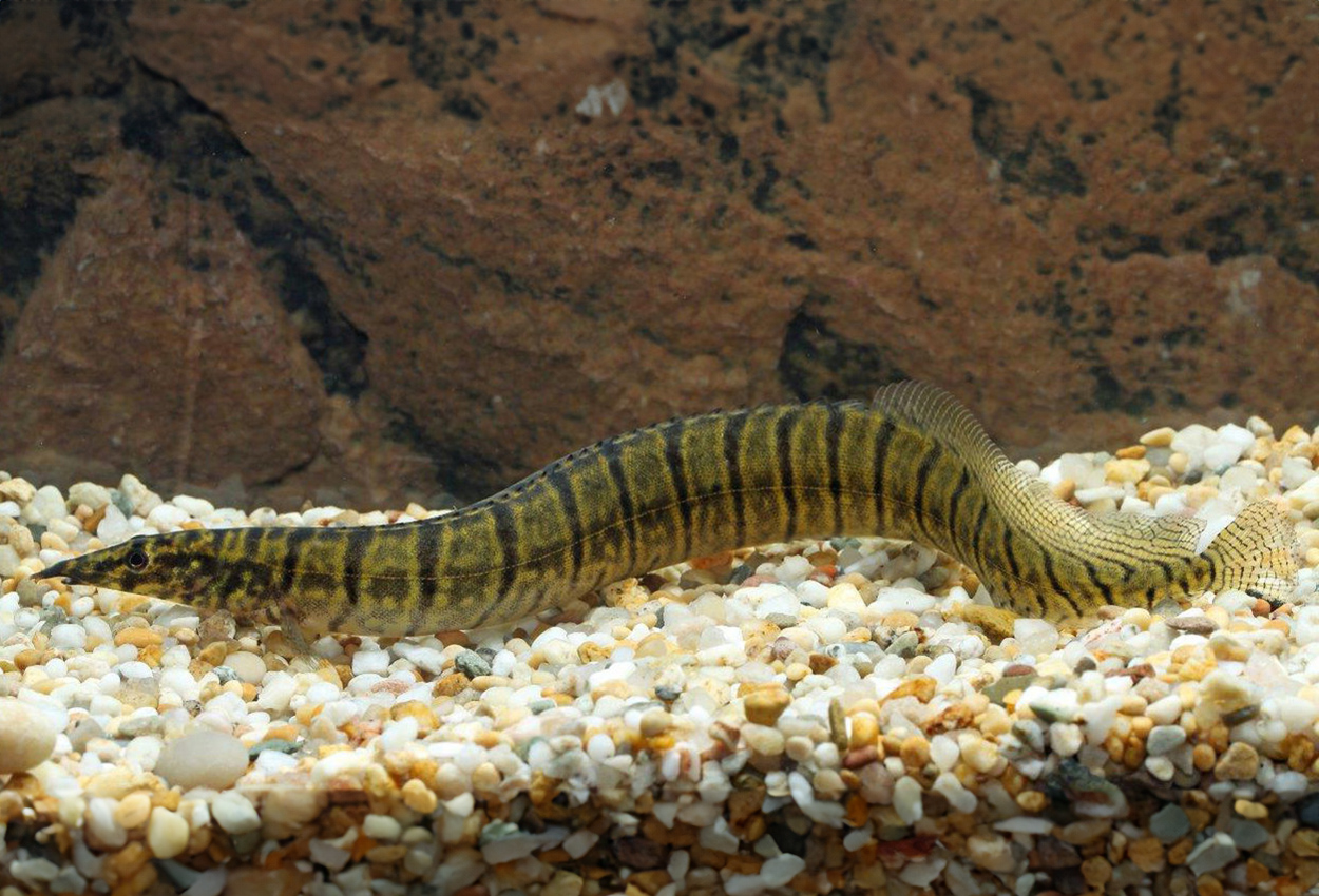 Macrognathus zebrinus