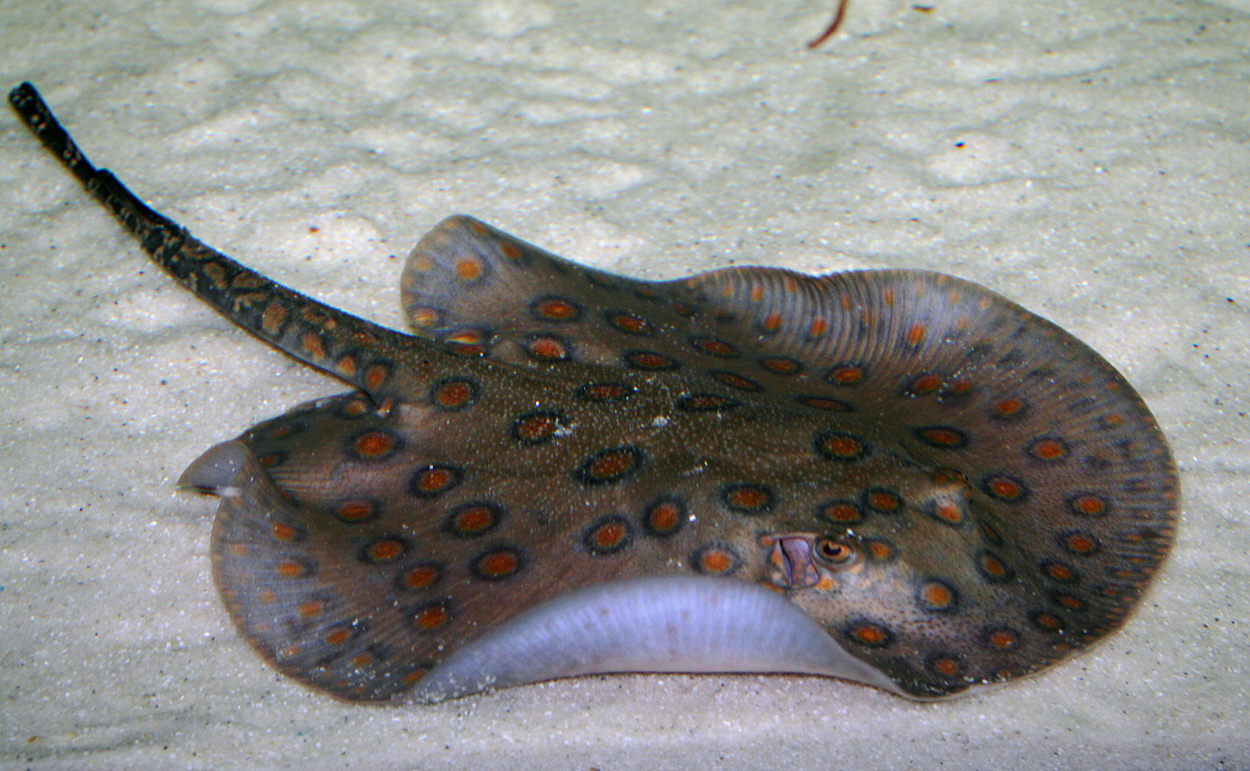 Potamotrygon motoro, blue Peru