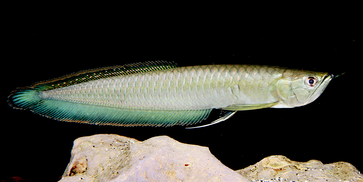 Osteoglossum ferreirai