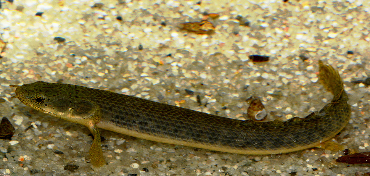 Polypterus retropinnis