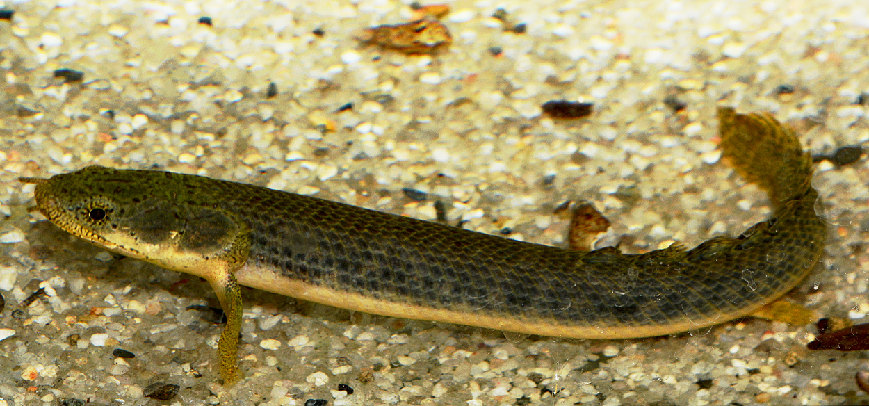 Polypterus retropinnis