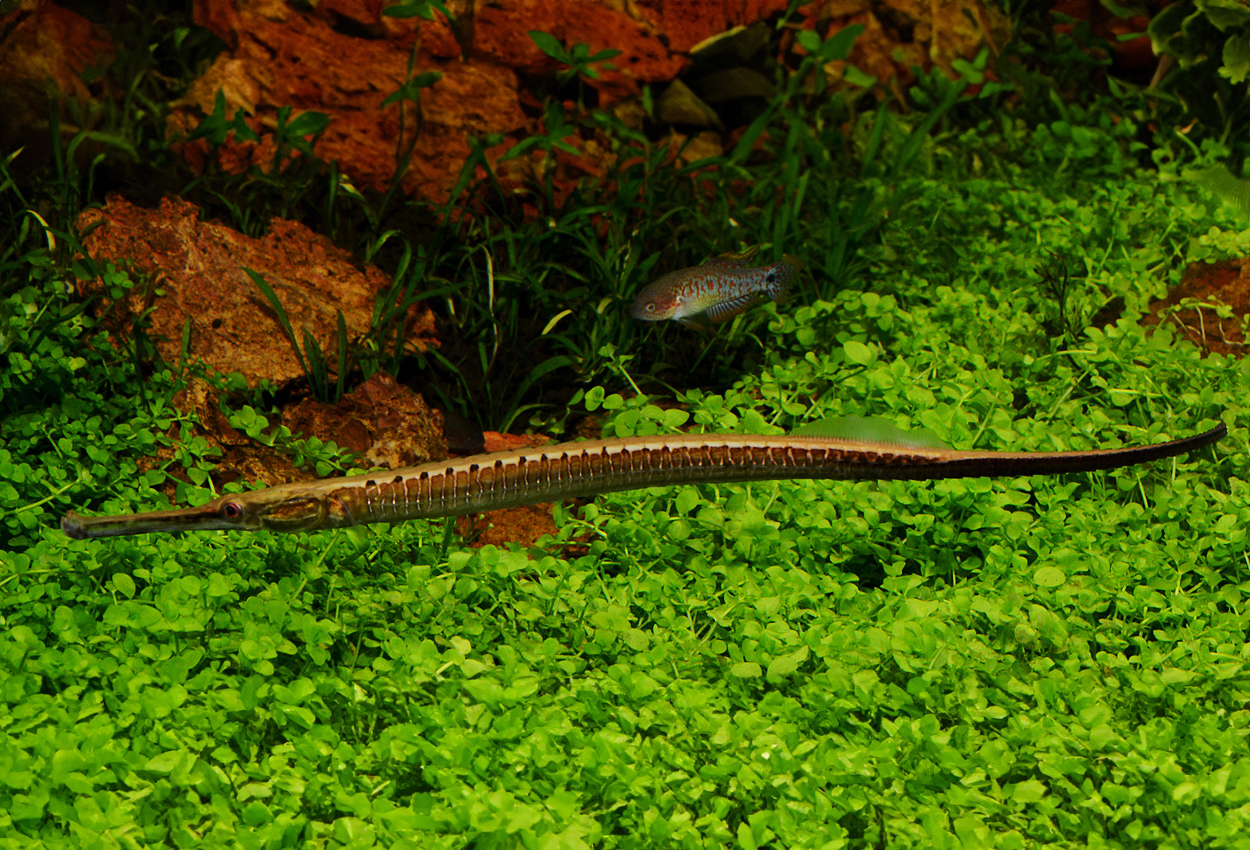 Dorichthys boaja