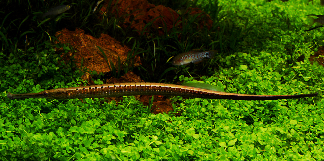 Dorichthys boaja