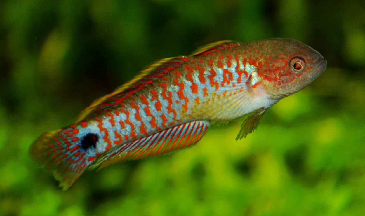 Tateurndina ocellicauda