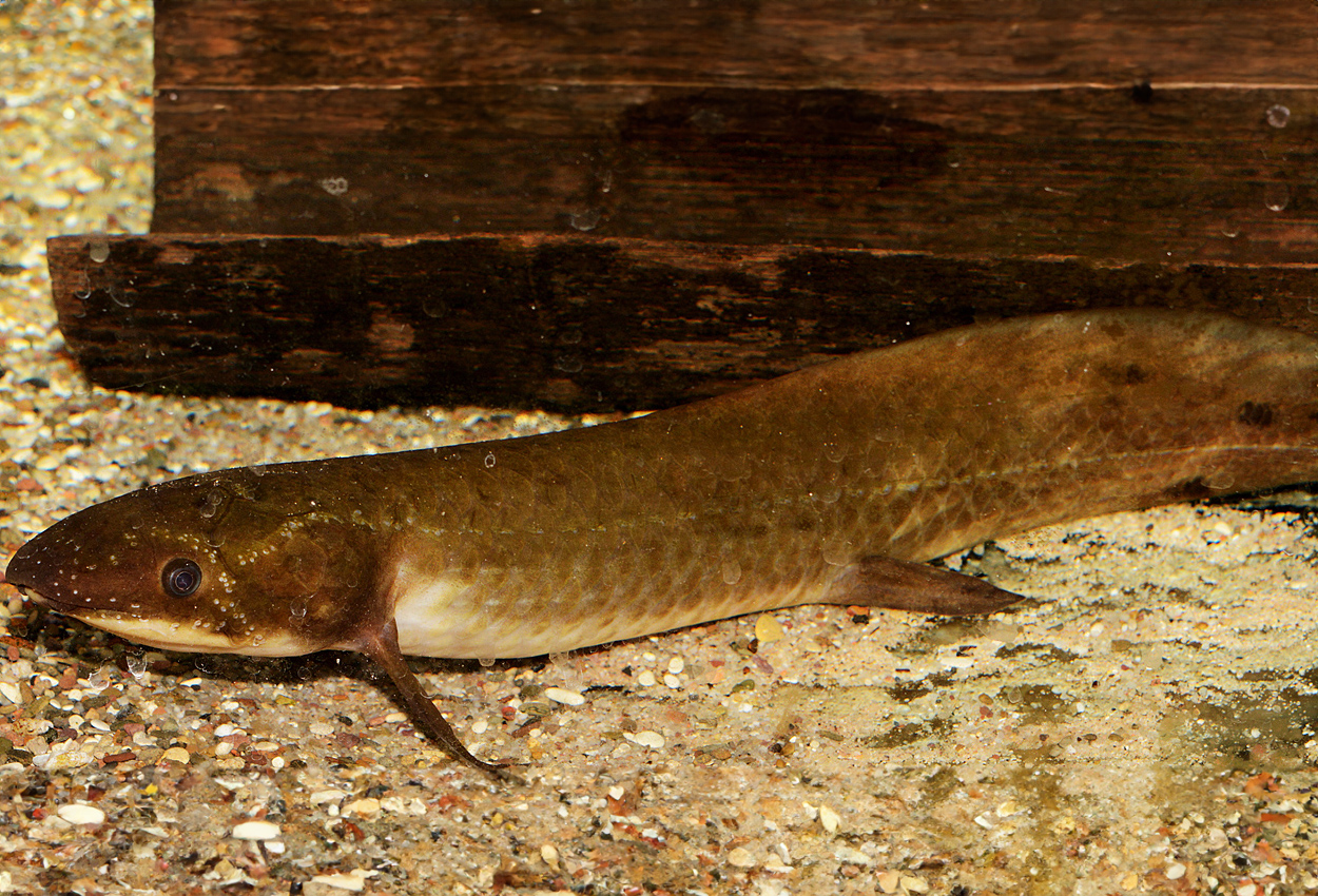 Neoceratodus forsteri