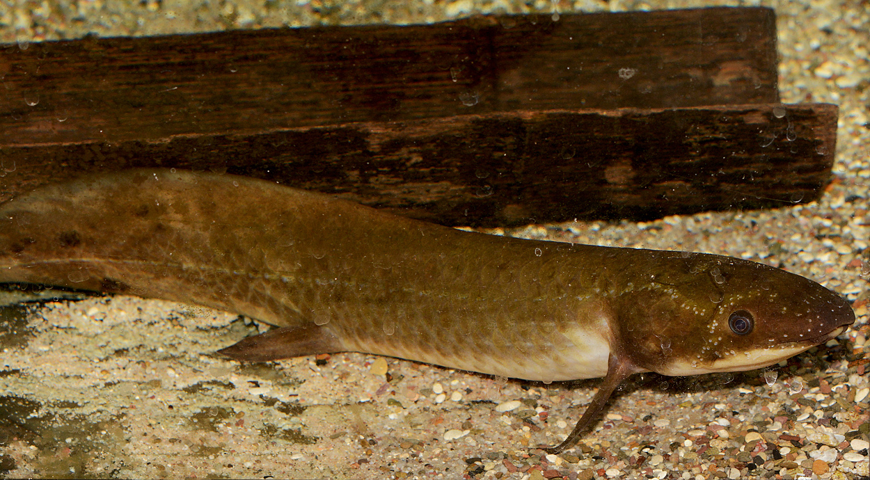 Neoceratodus forsteri