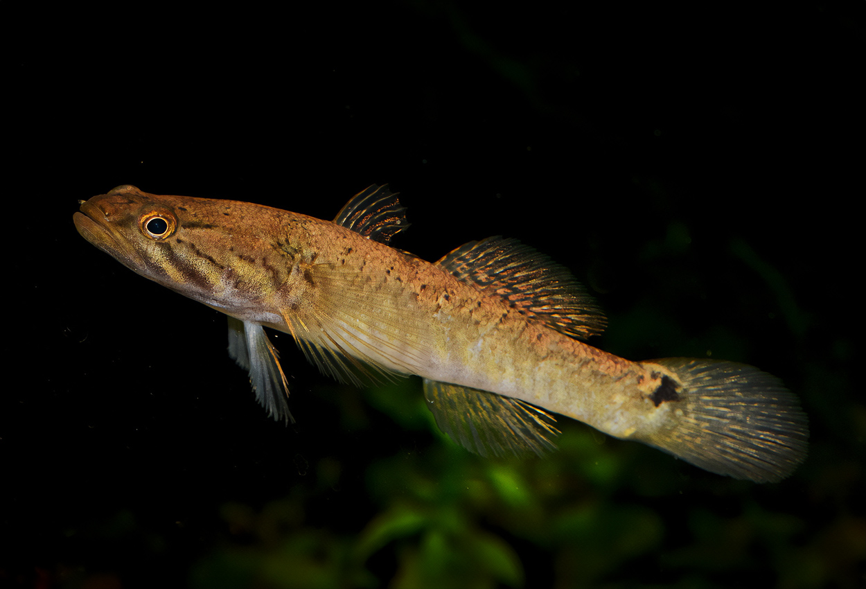 Oxyeleotris fimbriata