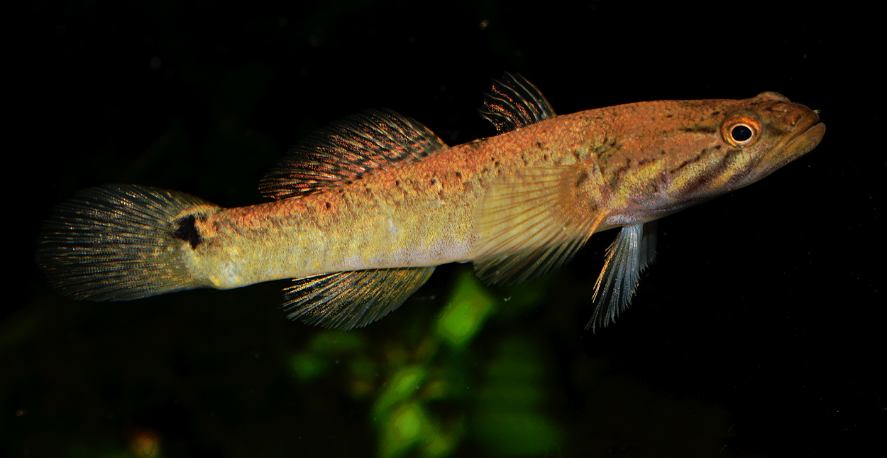 Oxyeleotris fimbriata
