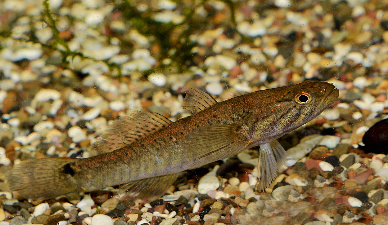 Oxyeleotris fimbriata