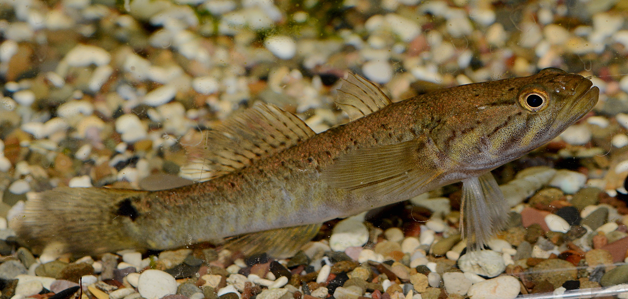 Oxyeleotris fimbriata