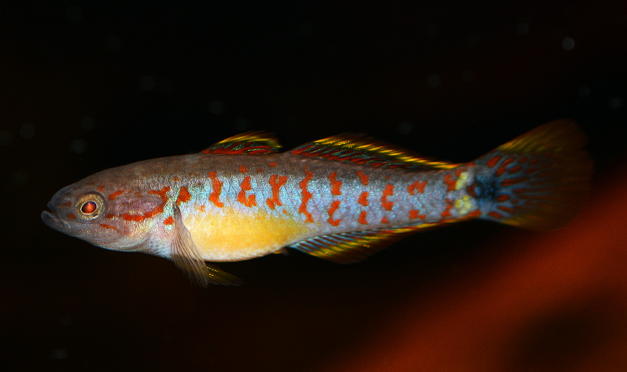 Tateurndina ocellicauda