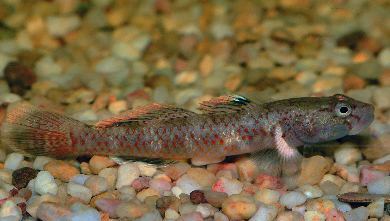 Rhinogobius sp.
