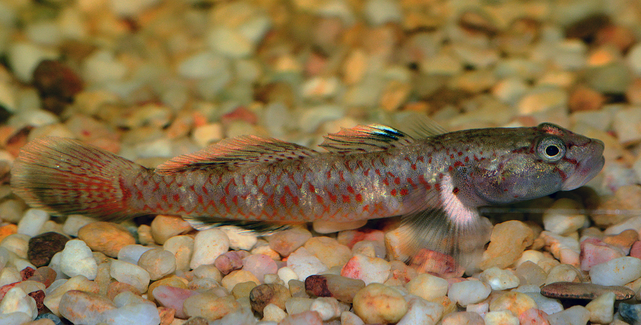 Rhinogobius sp.