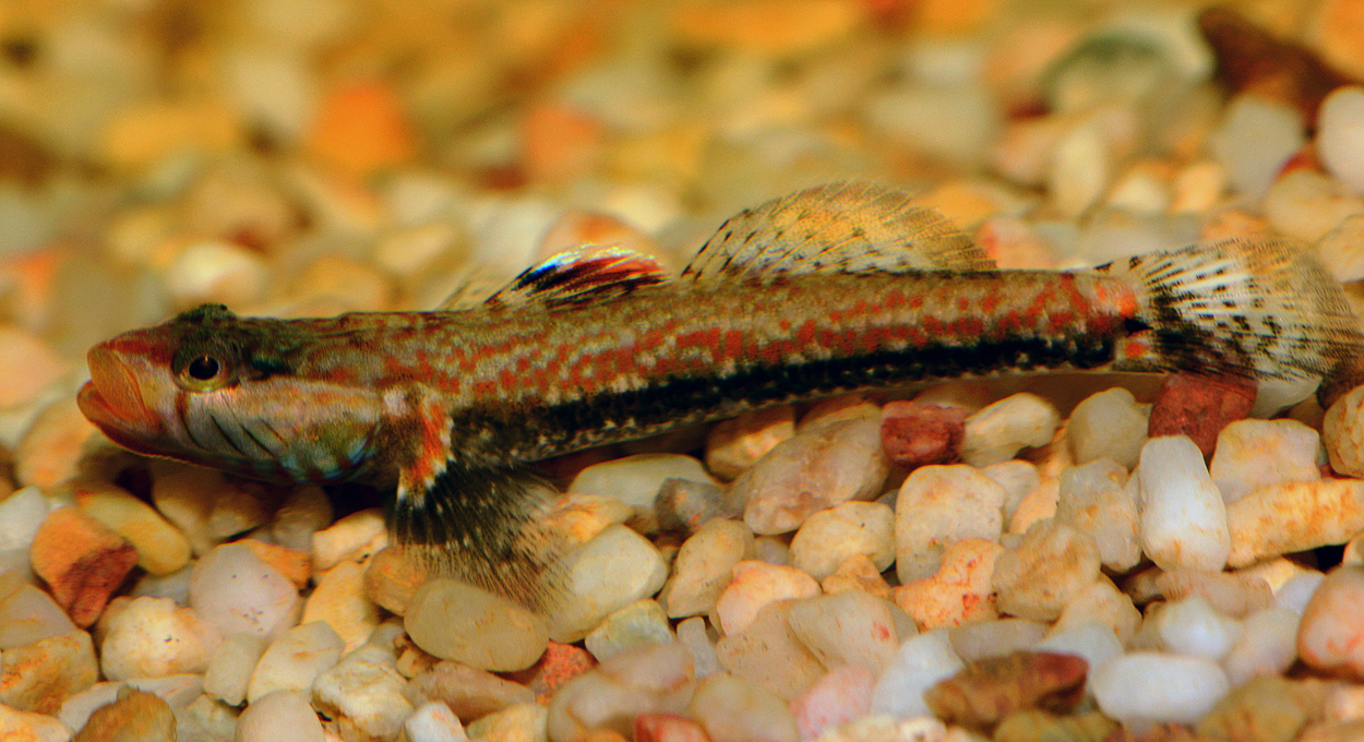 Rhinogobius sp.