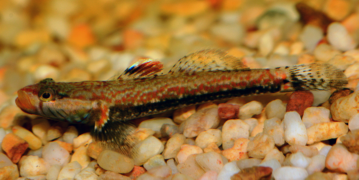 Rhinogobius sp.