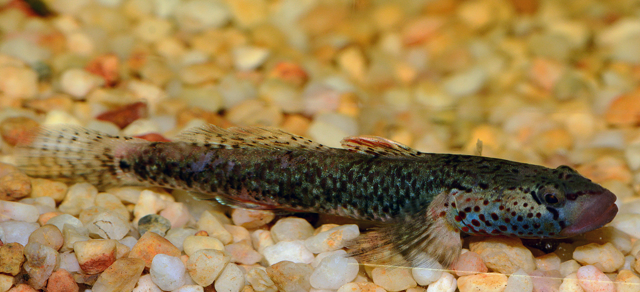 Rhinogobius sp.