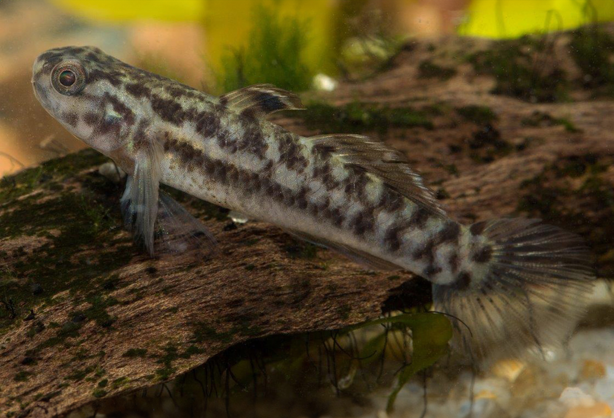 Mugilogobius separata