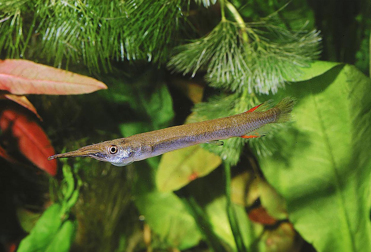 Dermogenys pusilla