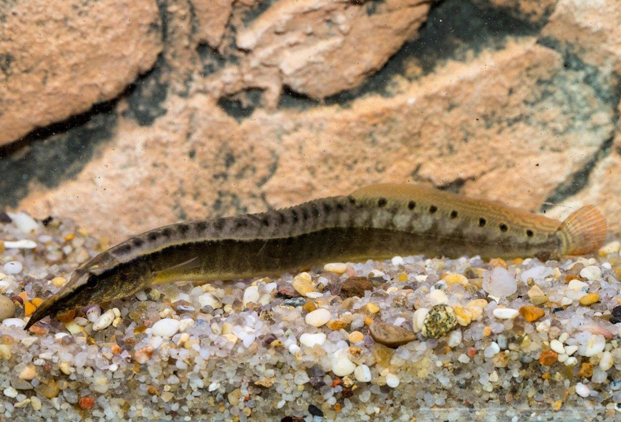 Macrognathus dorsiocellatus