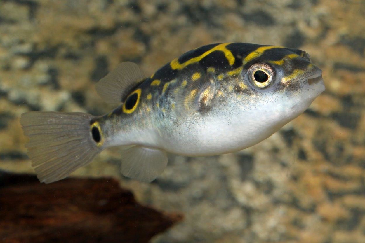 Tetraodon biocellatus