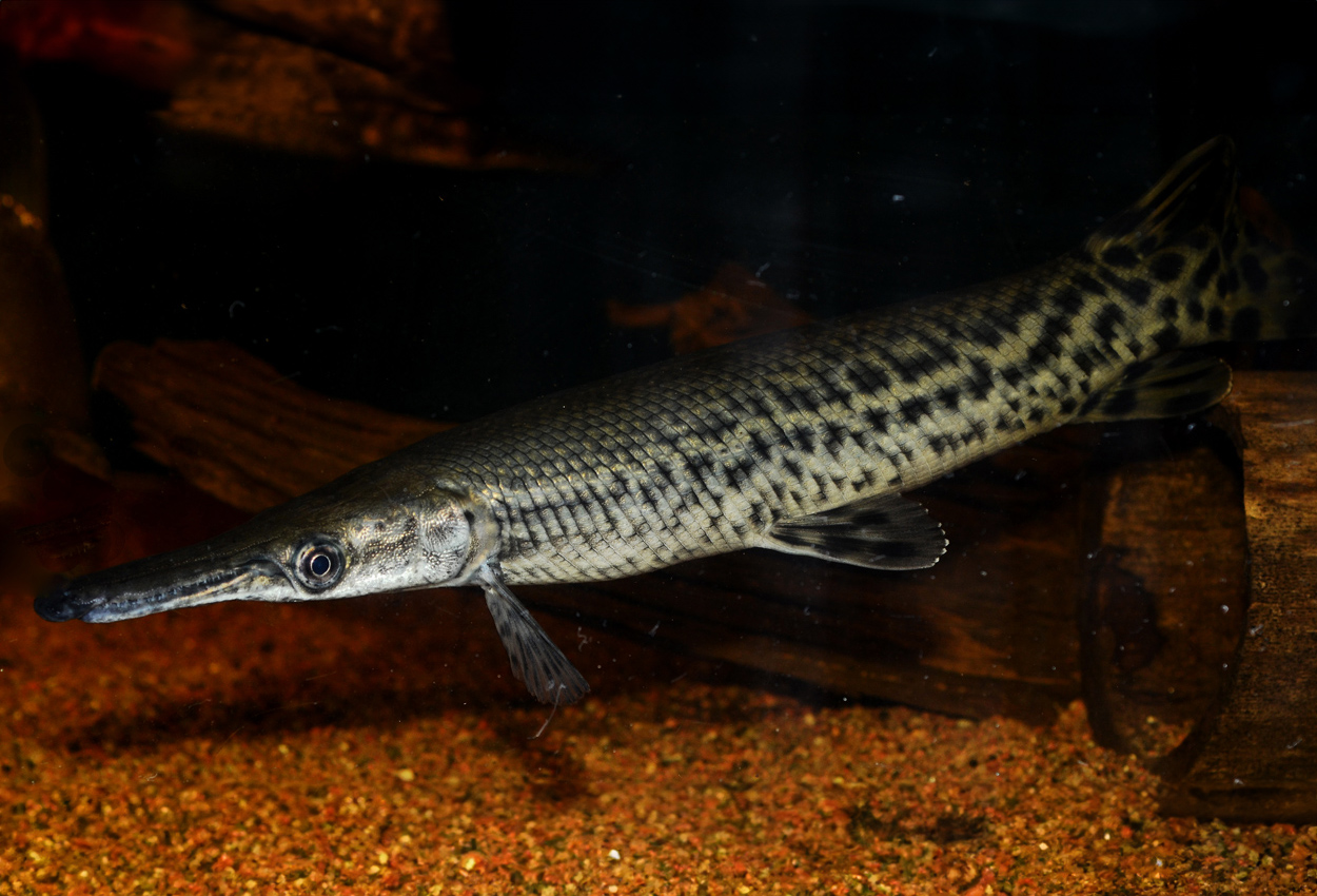 Atractosteus spatula