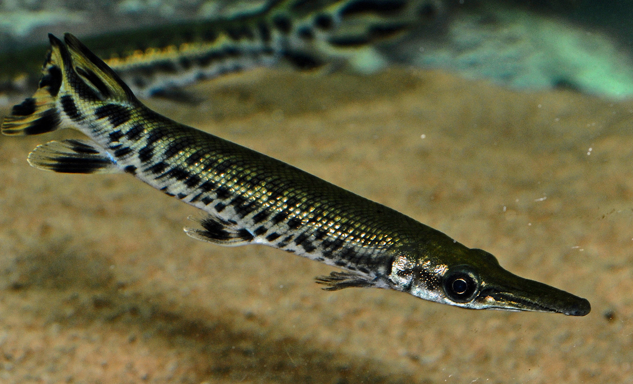 Atractosteus spatula