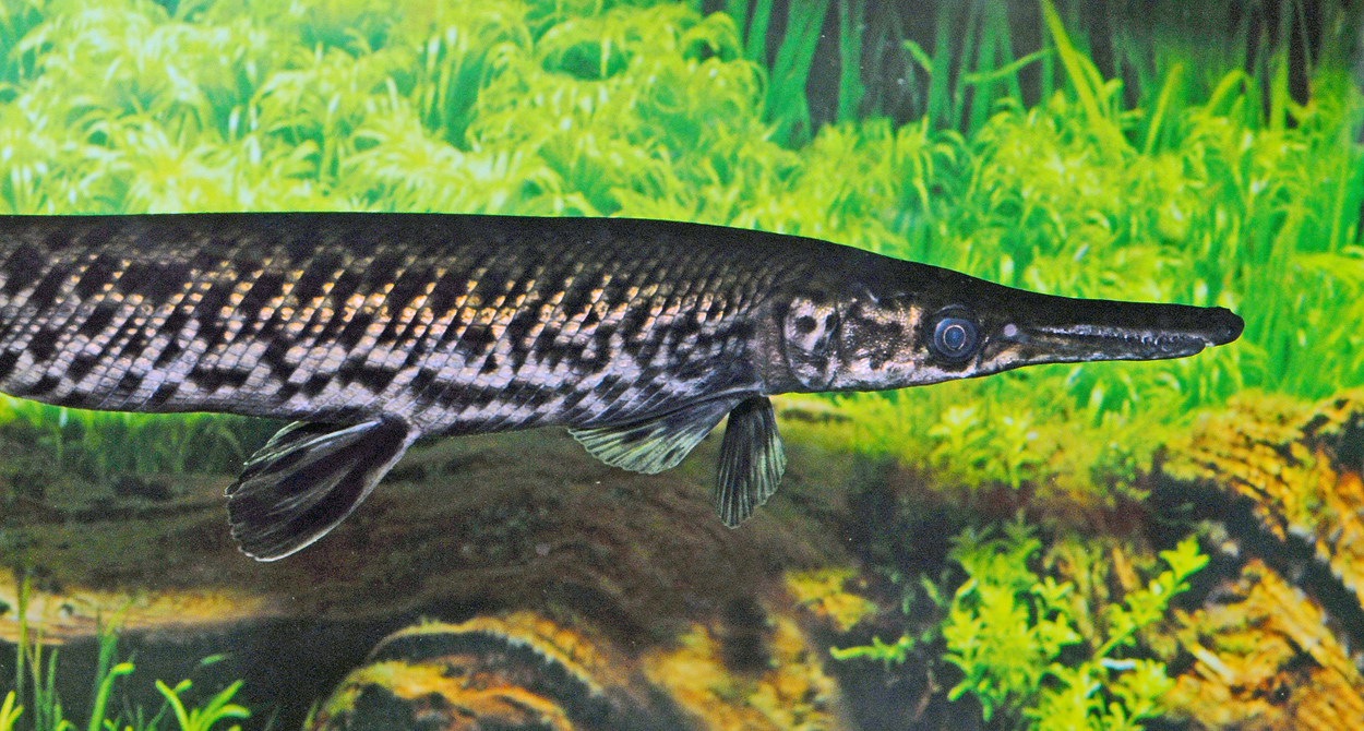 Atractosteus spatula